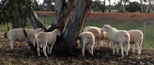 2016 Drop Show Rams
