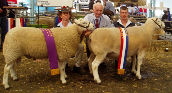 09-116-Mertex-Champion-Ram-10-166-Mertex-Reserve-Champion-Ram-Geelong-2011.jpg