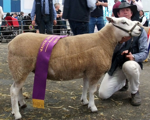 11 - 140 Mertex Reserve Champion Ewe Geelong 2012