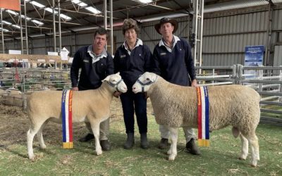2024 Sheepvention Rural Expo