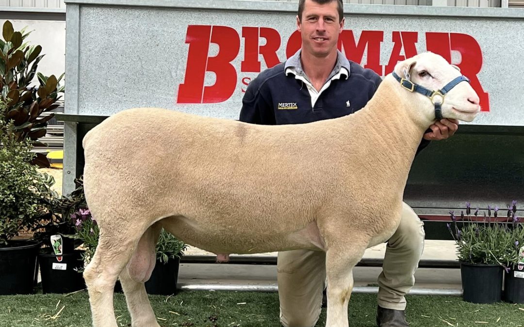 2024 Elite Show & Sale Results – Bendigo