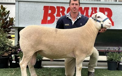 2024 Elite Show & Sale Results – Bendigo