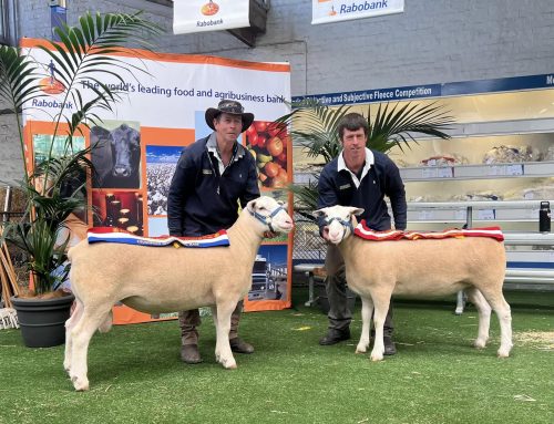 2024 Royal Adelaide Show – Interbreed Judging