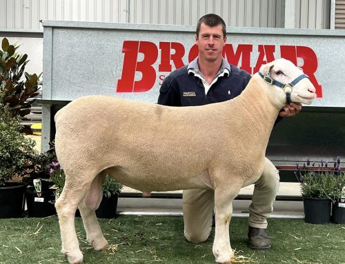 2024 Elite Show & Sale Results – Bendigo