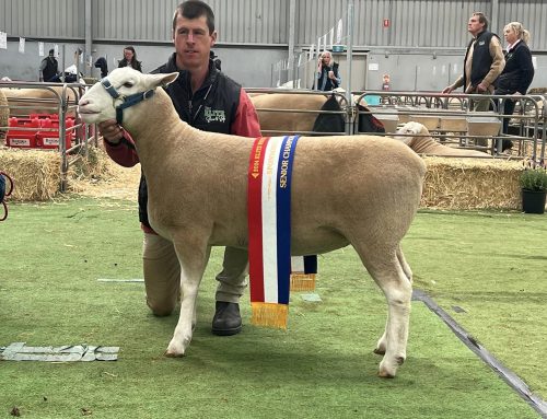 2024 Elite Show & Sale – Bendigo